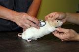 VETERINAIRE NAC 006